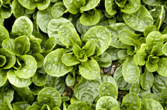 Reichenau Gemüse - Ausbildung