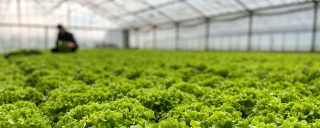 Kontrolle Labor - Reichenau-Gemüse eG