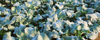 Freilandanbau - Reichenau-Gemüse eG