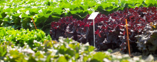 Salatfeld Nachhaltigkeit - Reichenau-Gemüse eG