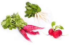 Rettich, Radieschen, Eiszapfen - Reichenau-Gemüse eG