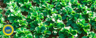 Feldsalat – frisch von der Gemüseinsel