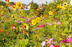 Reichenauer Blütensommer
