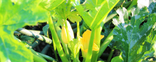 Zucchini – frisch von der Gemüseinsel