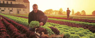 Erzeuger auf dem Feld vor Kirche - Reichenau-Gemüse eG