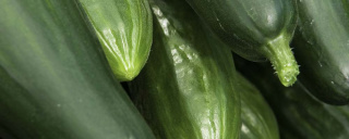 Gurken – frisch von der Gemüseinsel