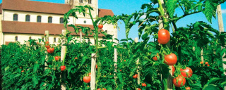 Tomaten – frisch von der Gemüseinsel