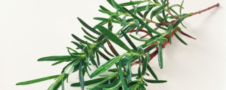 Kräuter – frisch von der Gemüseinsel