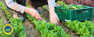 Salate – frisch von der Gemüseinsel